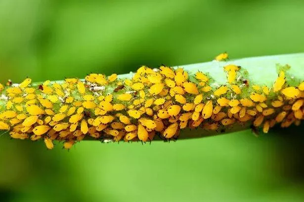 Aphids
