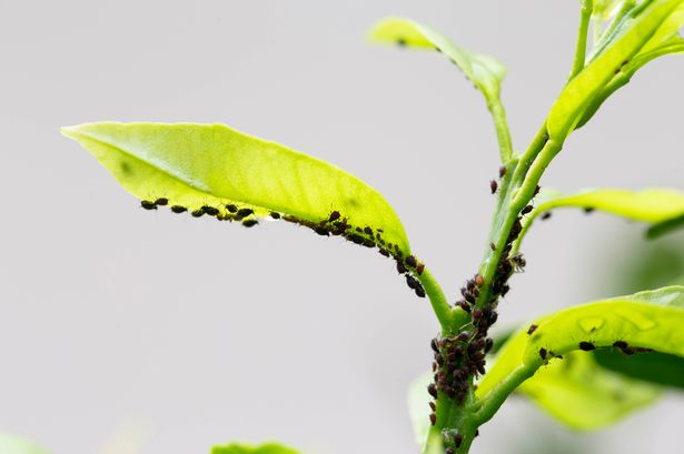 Plant covered in aphids