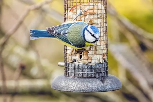 A picture of a blue and green bird eating from a bird feeder