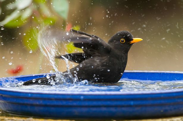 Blackbird, Male, Turdus merula, bathing in bird bath in garden, winter, Powys, Wales