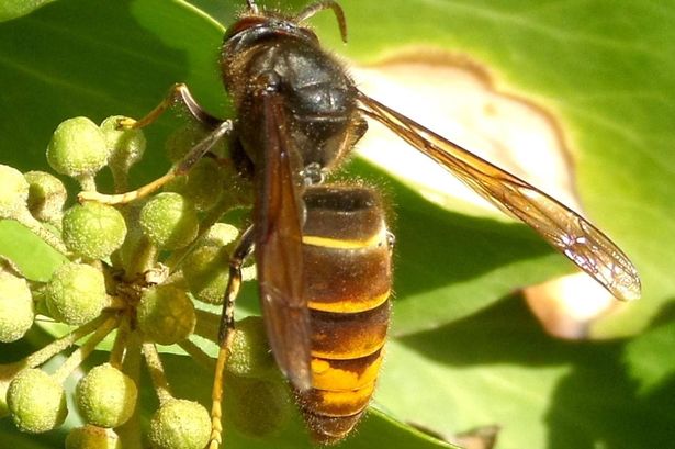 FILE PHOTO - An Asian hornet queen (Vespa velutina), the invasive killer pest that is heading to the UK from France. Release date - March 21, 2024,  Fears are growing that invasive Asian Hornets have 'dug trenches' in mainland Britain - after the discovery of the earliest ever queen.  The killer insects are feared to have survived the winter after being found on the British mainland a whole month earlier than last year.  Fresh warnings were issued after the confirmed sighting in a potting shed in Ash in Kent on March 8 - just five miles from where a nest destroyed last year.  It has added to growing fears the Asian Hornet has launched a full invasion of the UK - with calls for a 'Dad's Army' to now help stop the spread of the species.  An ongoing battle has long-ranged in the Channel Islands 'frontline' with hundreds of nests being destroyed annually in a bid to stop them decimating the native bee population.  But it is now feared they have established a fresh route from the continent and are targeting the coastline around Kent.