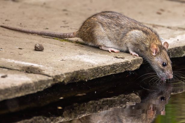 Brown rat - Rattus norvegicus