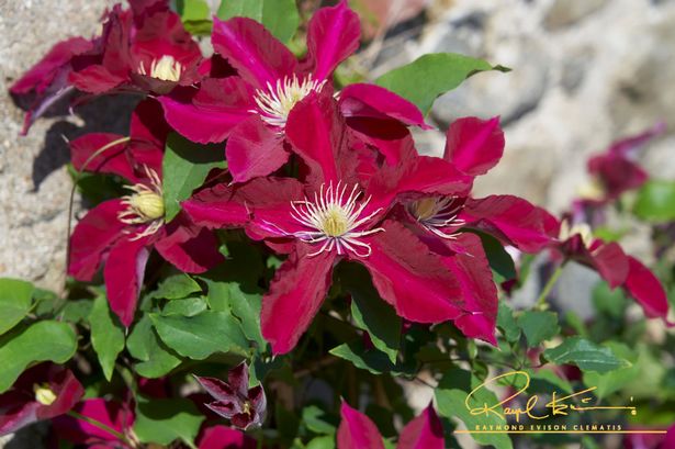 Clematis 'Elpis'
