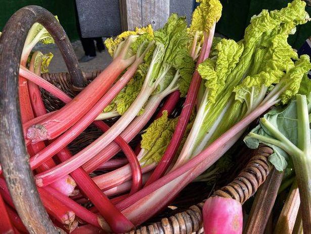 Close-up image of local fresh produce market pile of red and green rhubarb stalks in a wicker basket, forced spring rhubarb, focus on foreground
