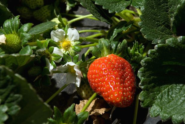 A ripe strawberry growing in a garden