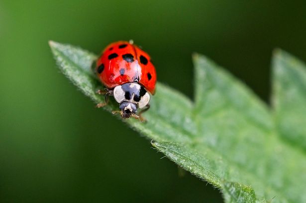 A close-up of a ladybird on a leaf