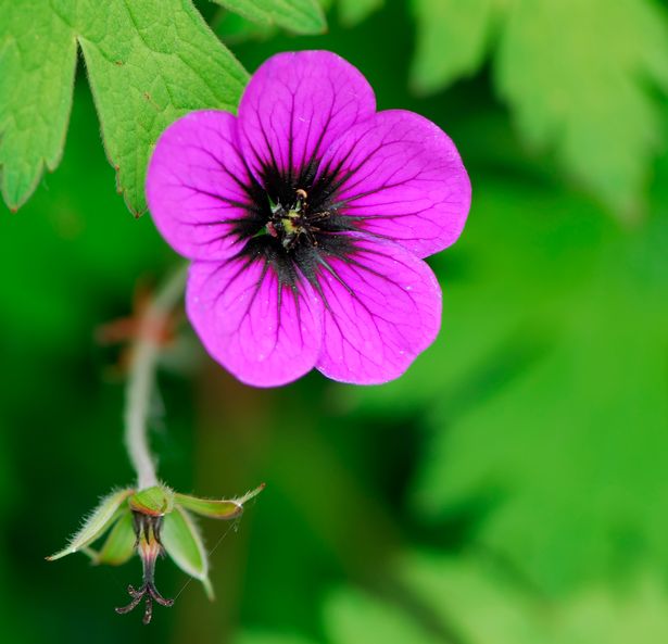 Close-up for a single Ann Folkert geranium