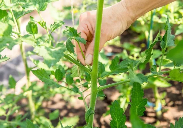 A hand pinching off side shoots on a tomato plant