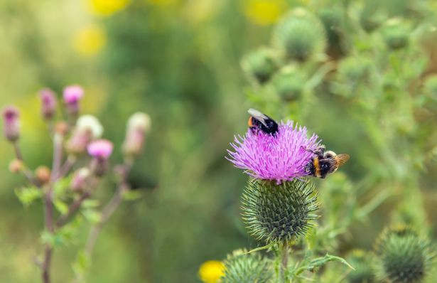 A image of a flower with  bees on it 