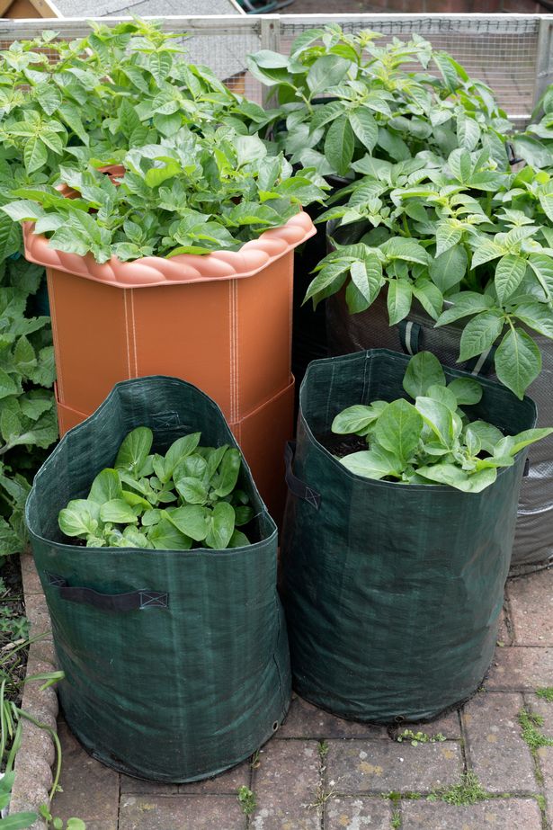 Growing potatoes in planter and pop-up bags on a garden patio.