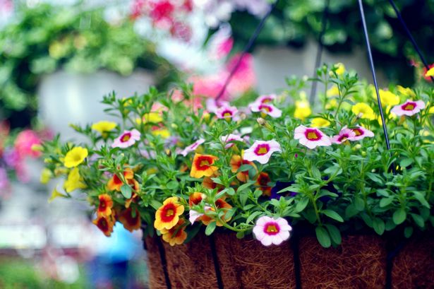 A hanging basket filled with flowers