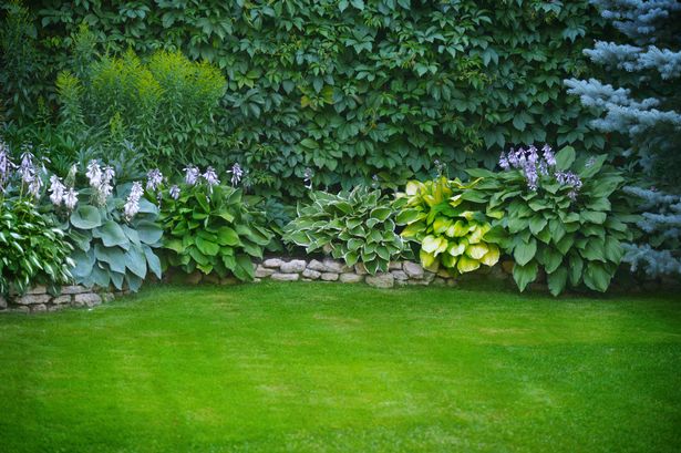 In gardens ants can be important predators but can also cause soil disturbance