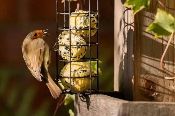 A robin at a bird feeder