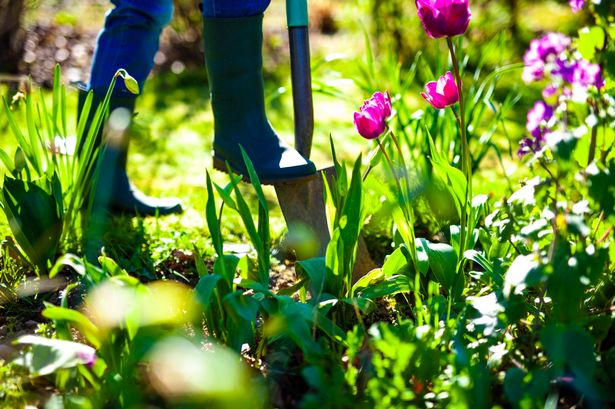 Slugs are active for most of the year but are a particular problem in spring