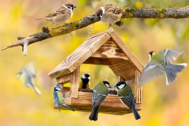 Group of little birds perching on a bird feeder with sunflower seeds on autumn background. 