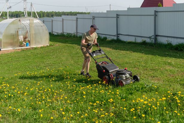 Man mowing dandelions on his backyard garden plot with a gasoline lawn mower. Lawn care, spring work in the garden.