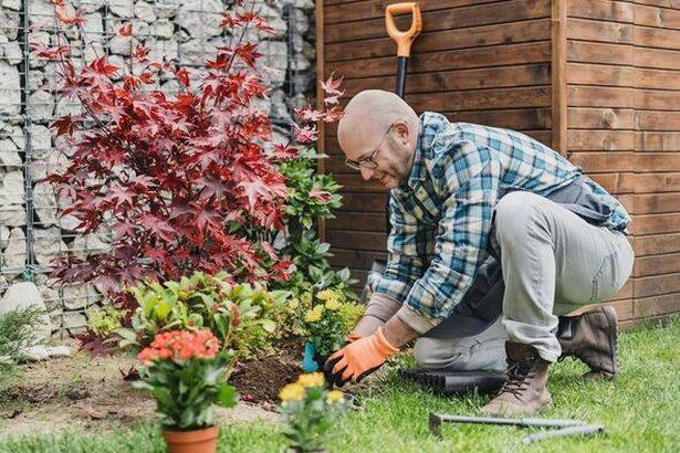 Man wearing check shirt plants flowers in garden