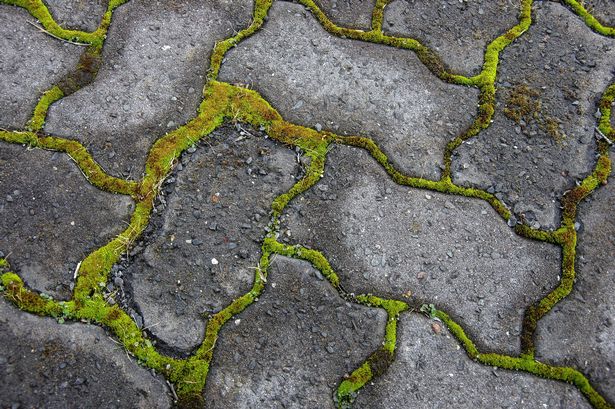 Moss growing between interlocking grey paving stones