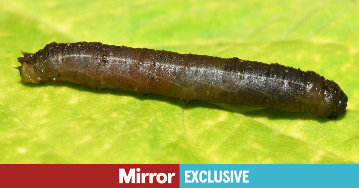 Lawns will look more lush if gardeners do one simple thing costing nothing DASH Water