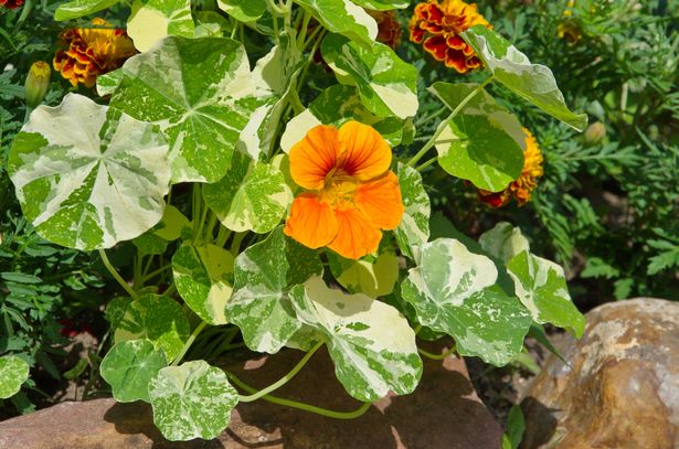 nasturtium