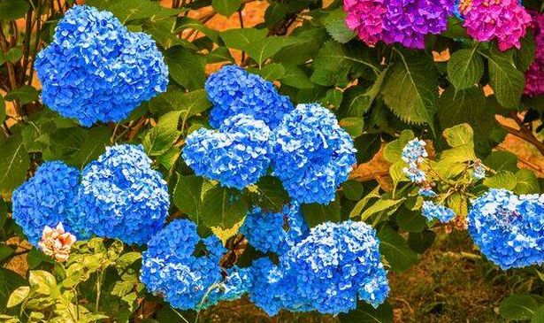 Hydrangeas will not be able to grow flowers properly if you fertilise or prune them now