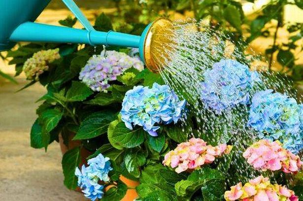Make sure to water hydrangeas in the morning consistently to help them flower
