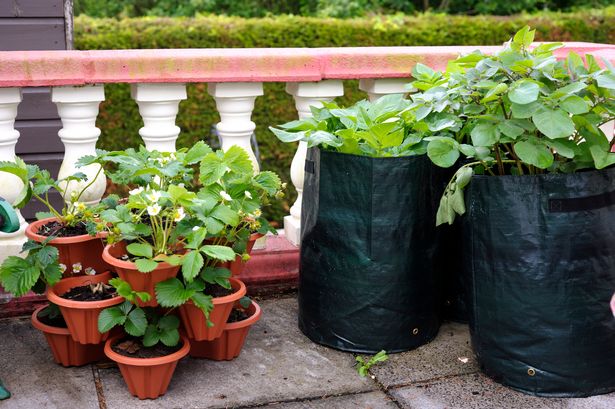 Plants and growing bags on a garden patio.