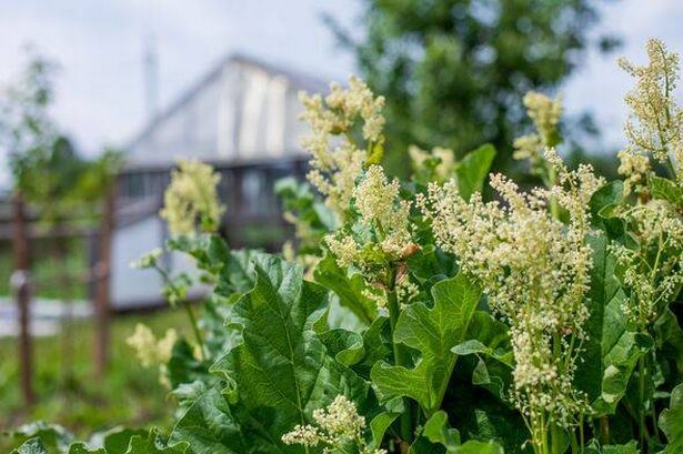 Rhubarb flowers among the foliage. Rhubarb blooms in a vegetable garden in a village on a sunny summer day.