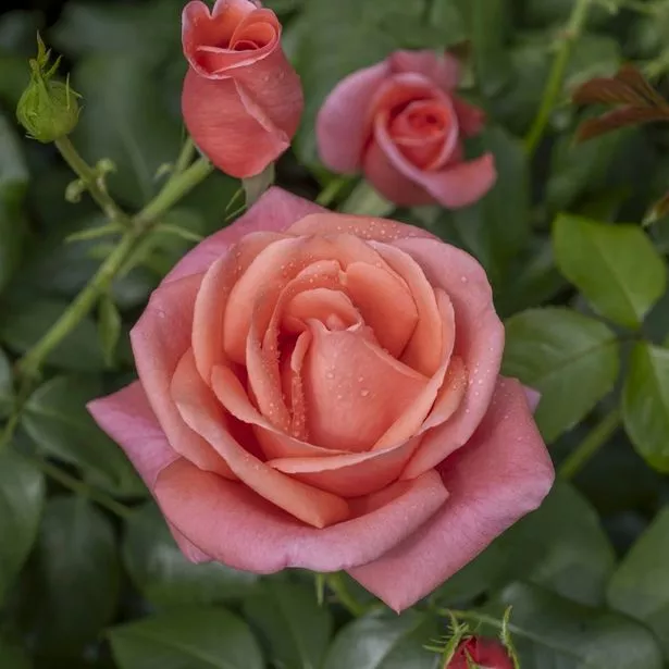 A close-up of the rosa 'Catherine's rose'