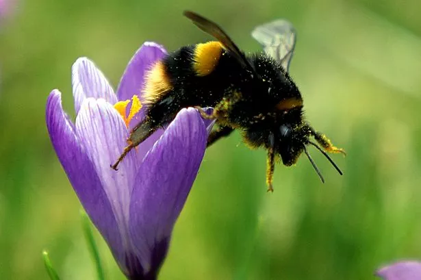 There are ways you can help keep the bees happy this summer