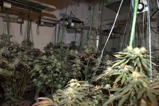 A roof full of dozens of cannabis plants with growing lights and vans
