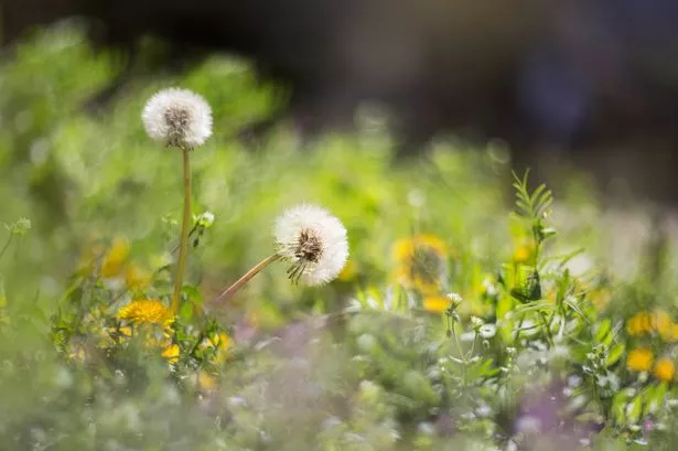 Two dandelions on meadow grassland in spring time. Low angle view.