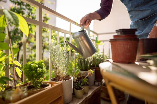 Man watering his potted plants on the home balcony in the morning (stock photo)