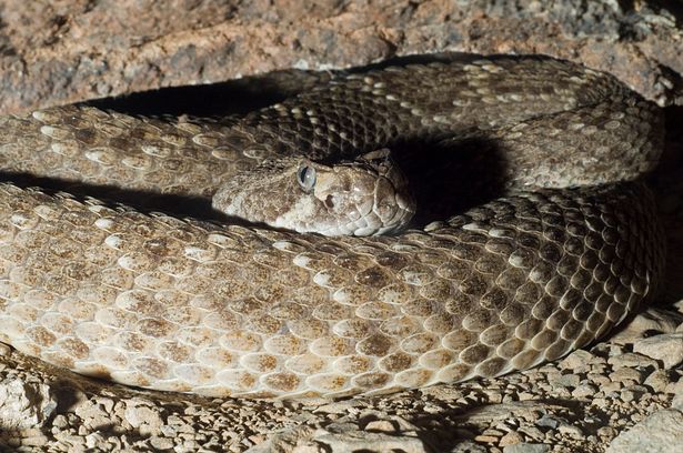 The rattlesnake which bit her was never tracked down