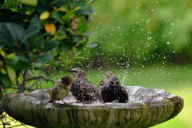 Birds enjoying a bird bath in the sunshine