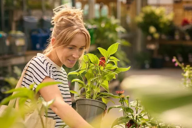 Woman inside greenhouse In garden centre choosing and buying red echinacea plant.