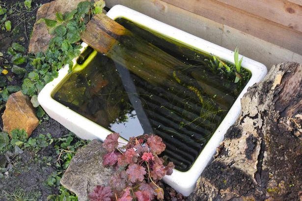 Mini pond made from washing up bowl 