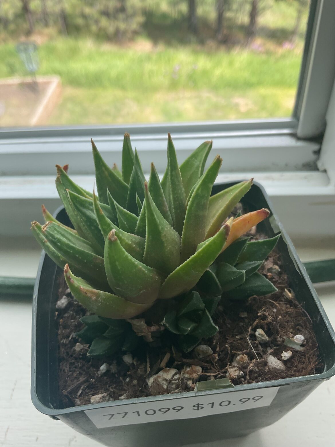 Any idea what kind this is / what concerns should I have with it