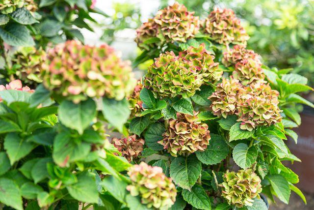 Southern Living Plant Collection