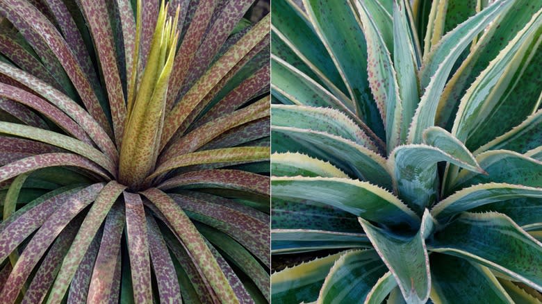 Split image with mangave 'Bad Hair Day' on the left and 'Navajo Princess' on the right