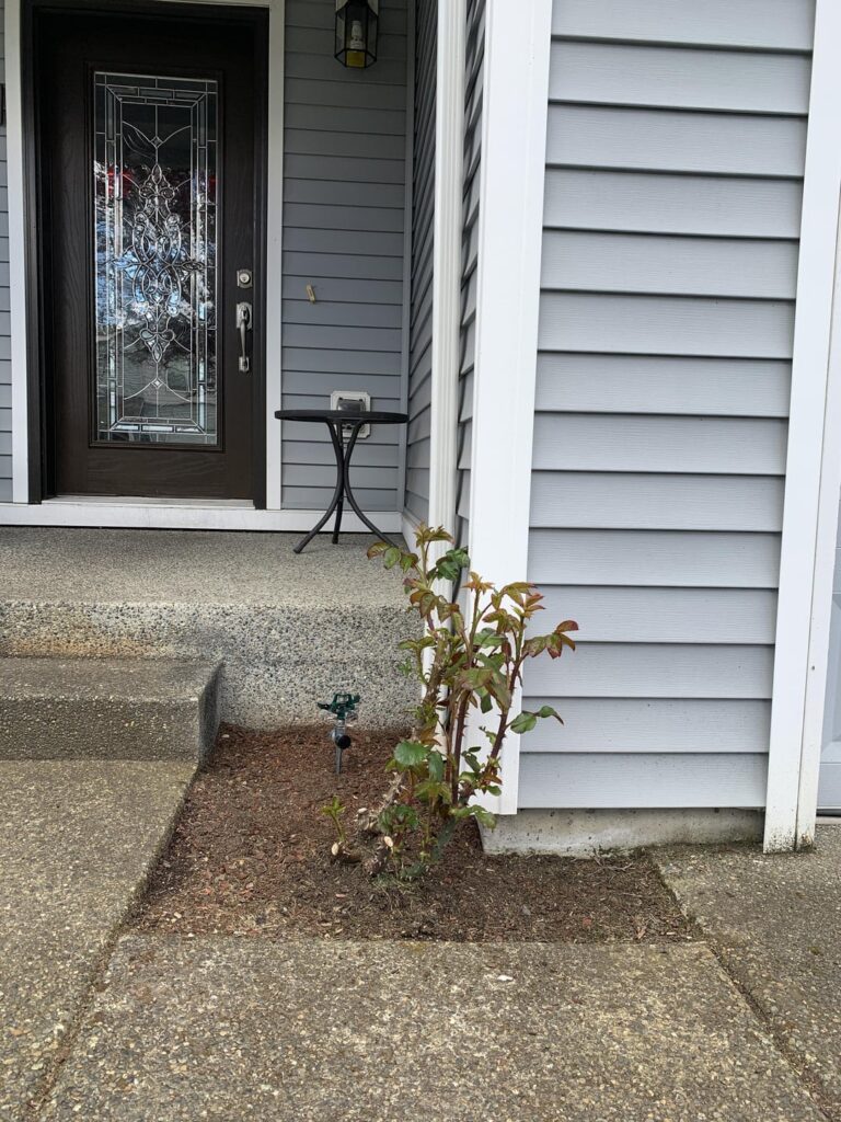 Rose Bush