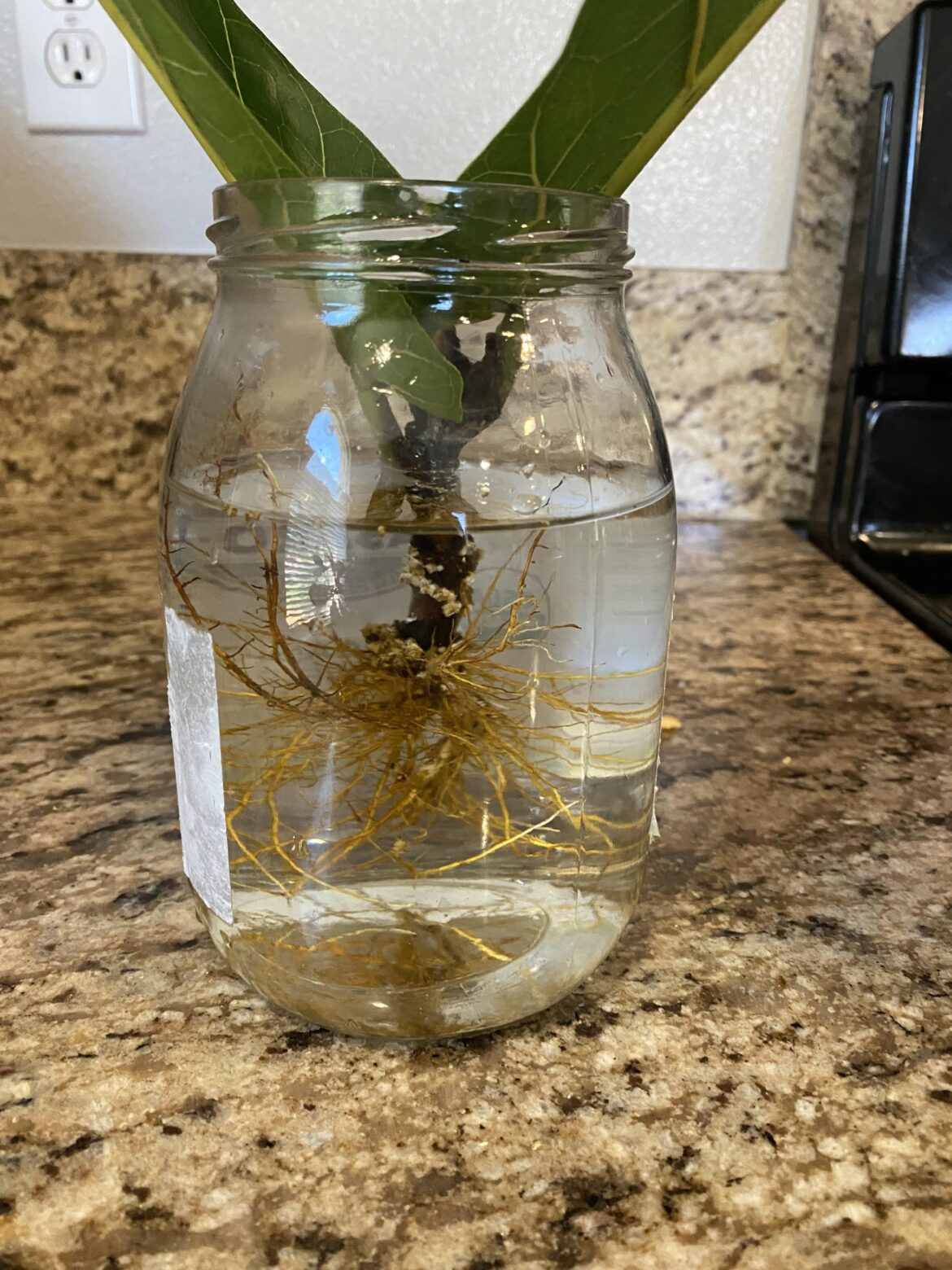 Is she ready to plant?