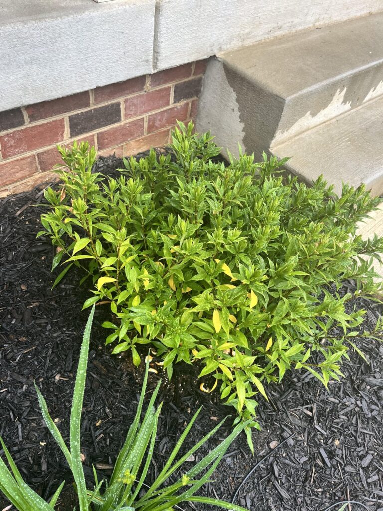 Frost proof gardenias yellow leaves