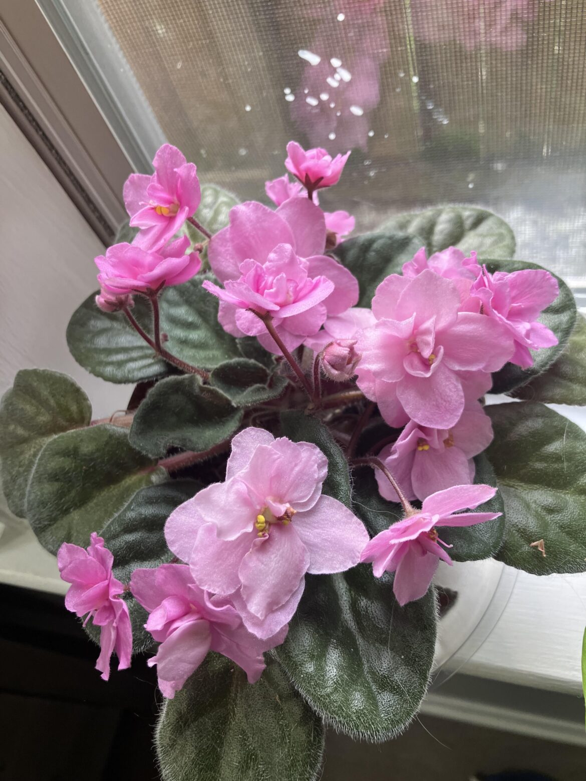 My grandma passed away last year and I inherited one of her many african violets. It’s doing so well and always makes me think of her ❤️