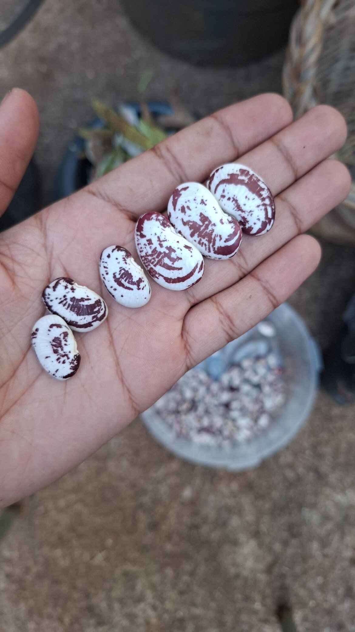 If I replant these large beans, they’ll will also give me large/larger beans right? If I replant these large beans, they'll will also give me large/larger beans right?