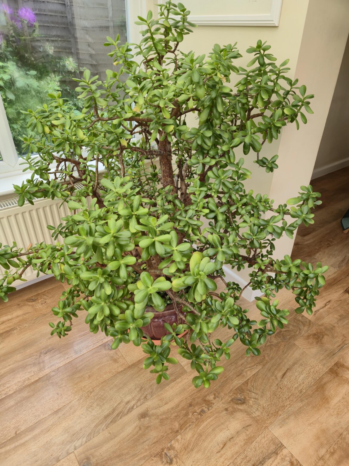 Jade plant doing well.