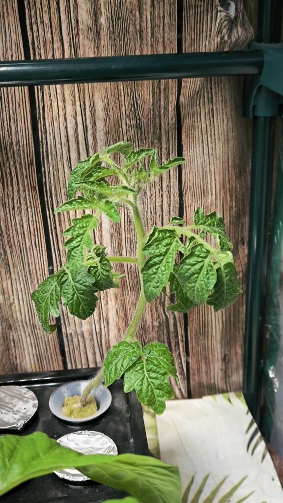Tomato leaves are curling up Tomato leaves are curling up
