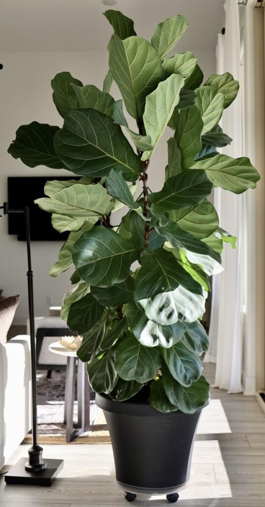 Loving our fig!