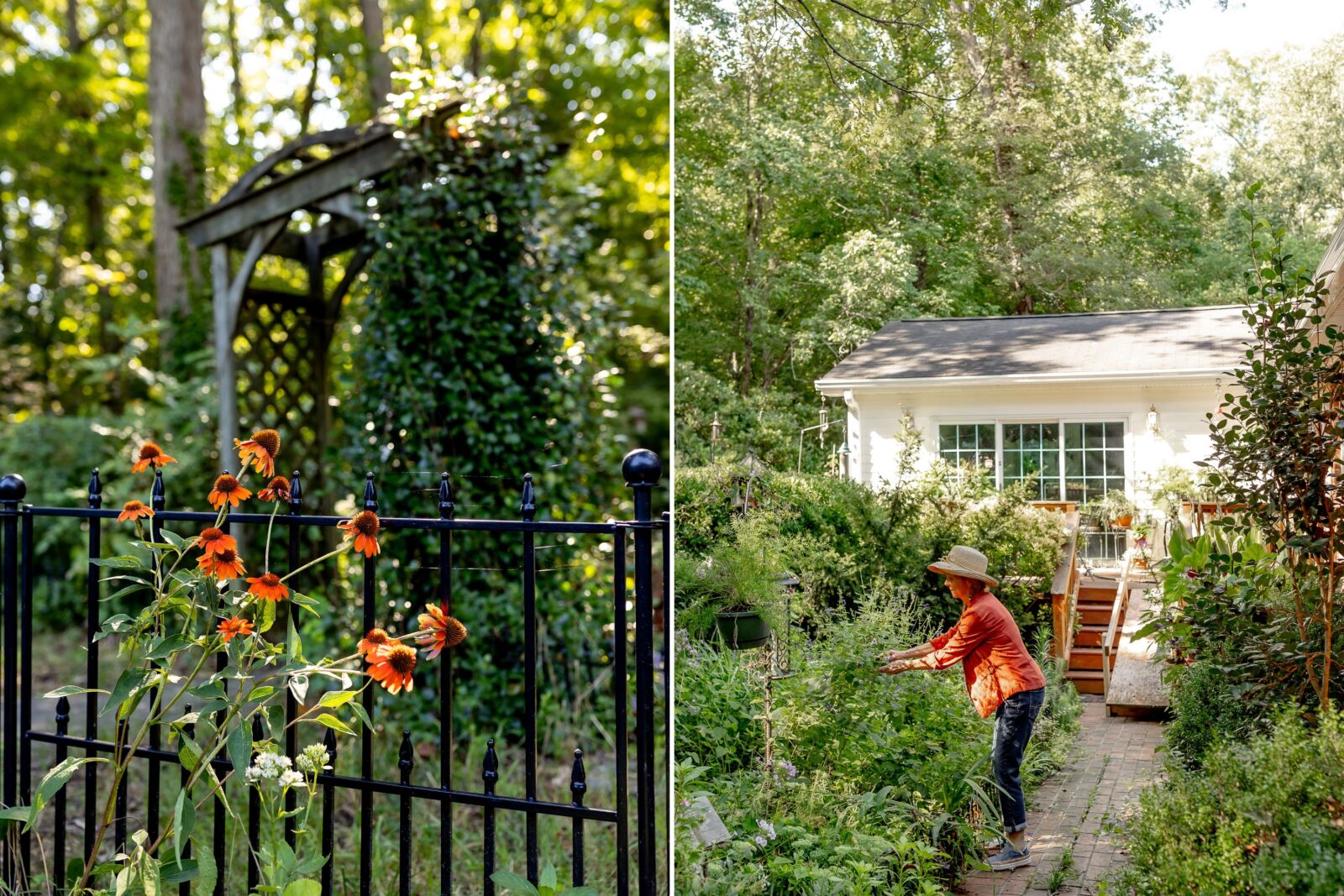 Orange coneflowers; a woman in a garden