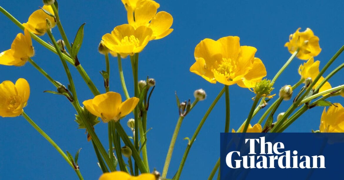 Not all weeds are bad news – but these interlopers have no place in my garden’s veg patch | Gardening advice Not all weeds are bad news – but these interlopers have no place in my garden’s veg patch | Gardening advice